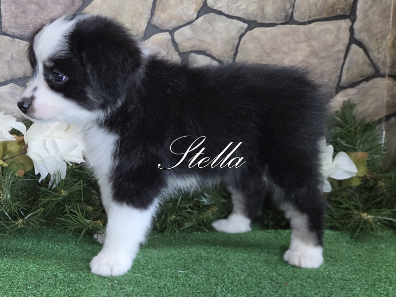 Stella is perfectly marked black tri female Toy Aussie.