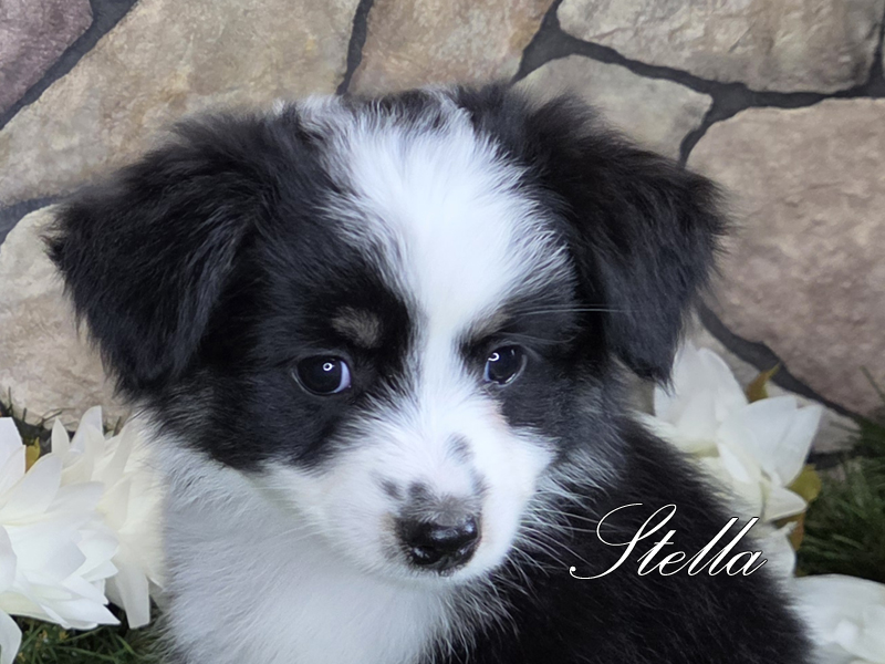 Stella is a beautiful Toy Aussie female puppy with such a pretty face.