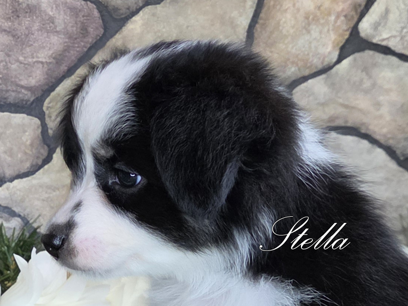 Black tri female, Stella should be a large Toy to small Mini.