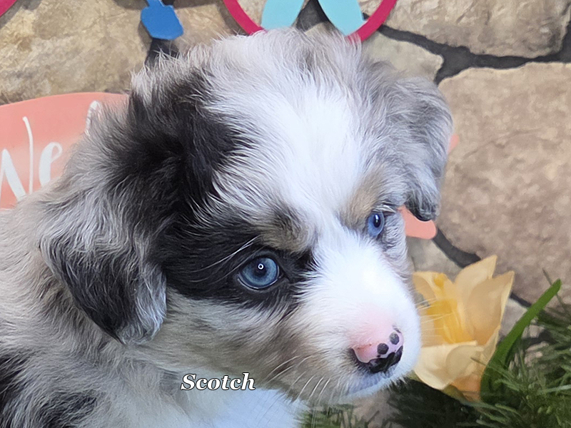 Scotch is a blue merle male Toy Australian Shepherd puppy with 2 blue eyes.