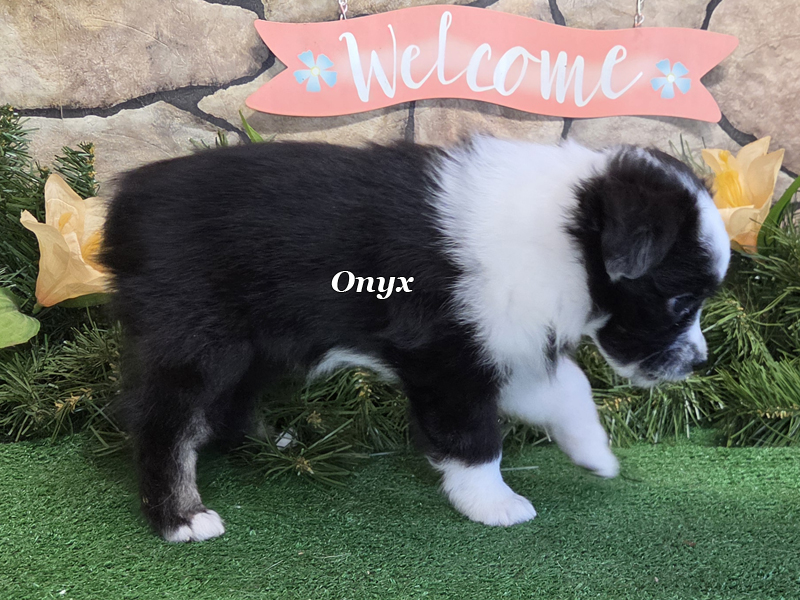 Onyx is a black tri female Toy Australian Shepherd puppy for sale in Central Oklahoma.