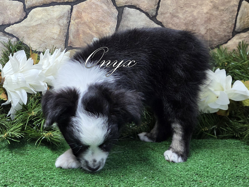 Onyx is a black tri female Toy Australian Shepherd puppy for sale in Central Oklahoma.