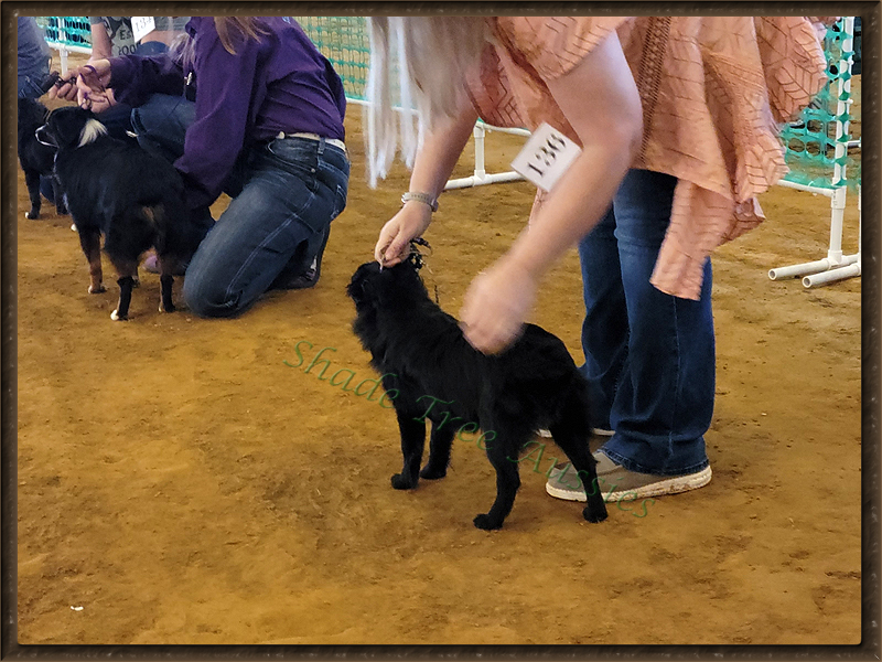 Angel at her first bigger show. She was only 9 months and didn't show well. Angel at her first bigger show. She was only 9 months and didn't show well.