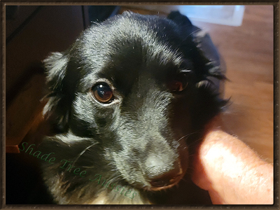 Elmo's Dark Angel @ Shade Tree Aussies is a black Bi Toy Australian Shepherd. Elmo's Dark Angel @ Shade Tree Aussies is a black Bi Toy Australian Shepherd.