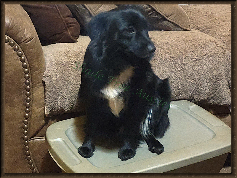 Angel is very polite. She waits her turn for treats but this day she got a higher vantage point. Angel is very polite. She waits her turn for treats but this day she got a higher vantage point.