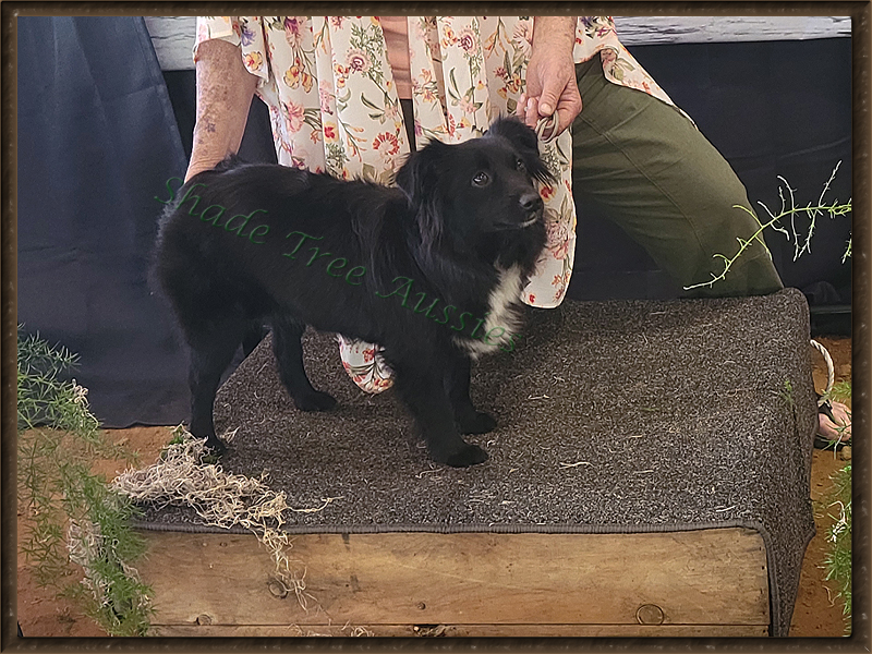 Elmo's Dark Angel @ Shade Tree Aussies is a black Bi Toy Australian Shepherd. Elmo's Dark Angel @ Shade Tree Aussies is a black Bi Toy Australian Shepherd.