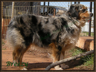 Sheza Easy Breezy Cover Girl is a blue merle female large Toy Aussie. Sheza Easy Breezy Cover Girl is a blue merle female large Toy Aussie.