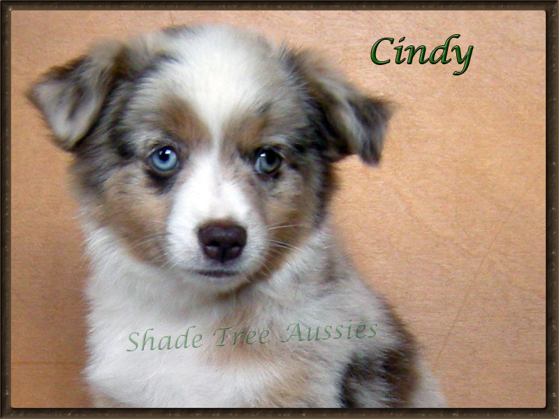 Cindy at 9 weeks old in one of the few pictures I have of her being still as a puppy. Cindy at 9 weeks old in one of the few pictures I have of her being still as a puppy.