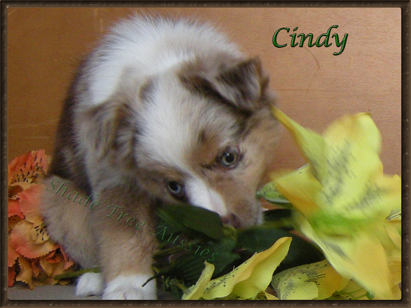 Cindy at 9 weeks old was already showing off her drive. Cindy at 9 weeks old was already showing off her drive.