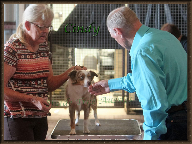Cindy with Judge Ray Williams in New Mexico where she took Reserve Top Dog. Cindy with Judge Ray Williams in New Mexico where she took Reserve Top Dog.