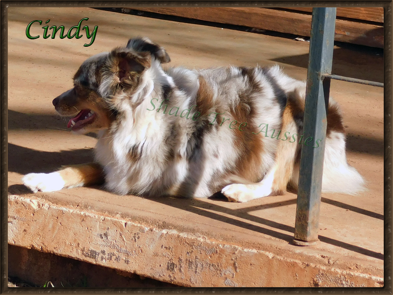 Cindy enjoying a sunny spring morning. Cindy enjoying a sunny spring morning.