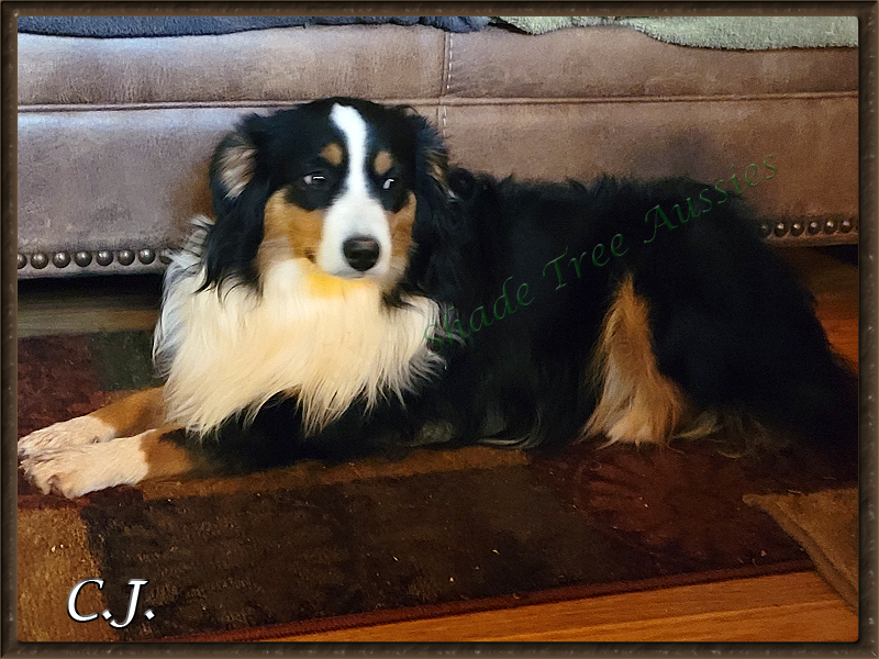 Cj laying on the rug just hanging out with us>