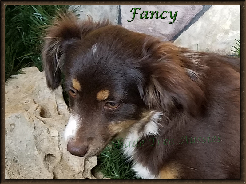 Fancy has the perfect Aussie eye and perfect length to height ratio. Fancy has the perfect Aussie eye and perfect length to height ratio.