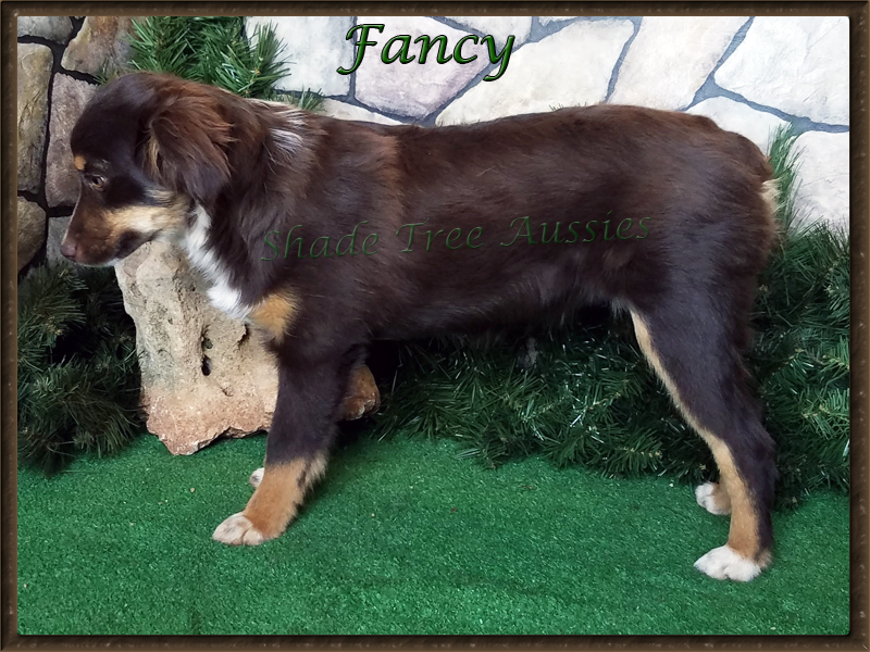 STA Sheza Little Bit Fancy is a red tri female Toy Australian Shepherd. STA Sheza Little Bit Fancy is a red tri female Toy Australian Shepherd.