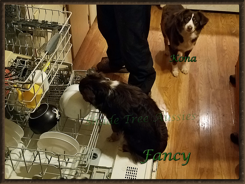 Fancy is such a help around the house. She loves pre-washing dishes. Fancy is such a help around the house. She loves pre-washing dishes.