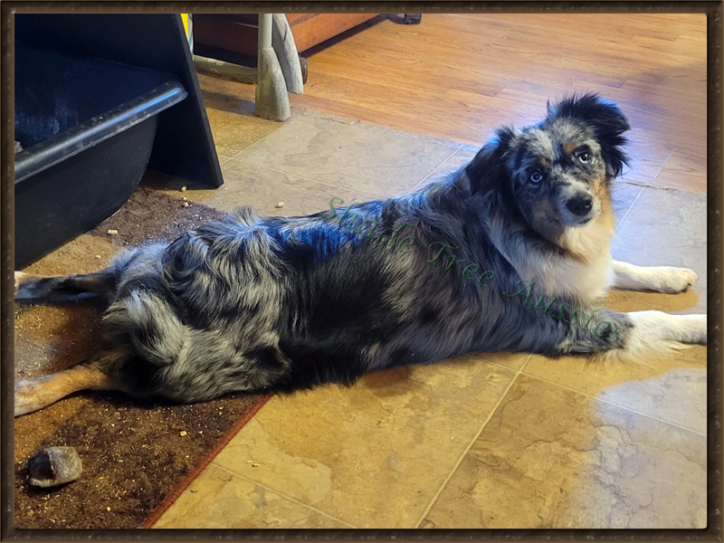 Sheza Little Blue Flame shown as a 2 year-old in her favorite sleeping position.  