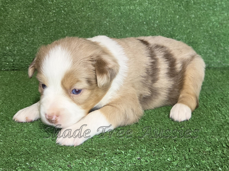 Red merle female Mini to Toy Aussie puppy for sale in Oklahoma.