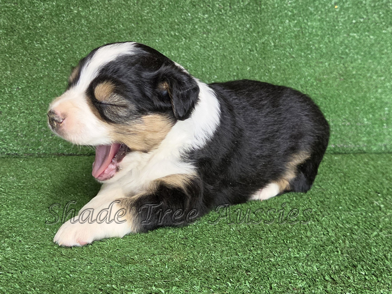 Black tri female Toy to Mini Aussie puppy.