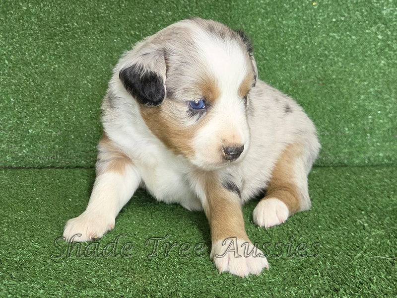 3 week old blue merle female Toy to Mini Aussie female puppy.