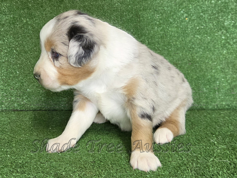 3 week old blue merle female Toy to Mini Aussie female puppy.