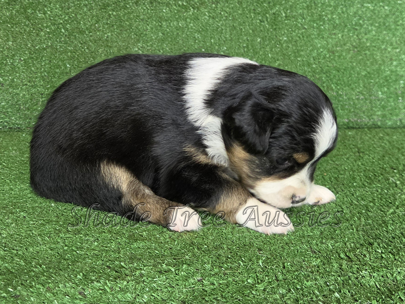Toy Aussie black tri female puppy for sale.