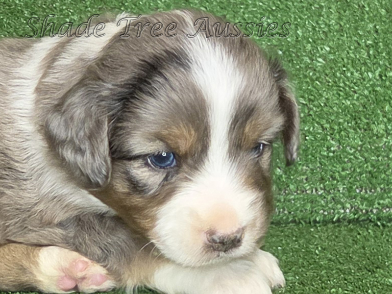 Handsome blue merle male large Toy or small mini Aussie puppy.