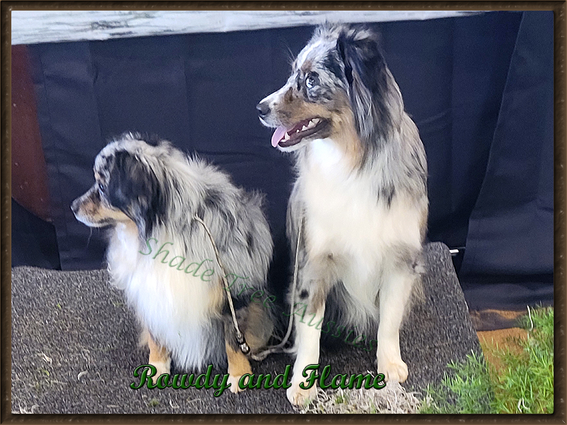 Flame and her sire, Rowdy waiting to show in Ruston, LA.