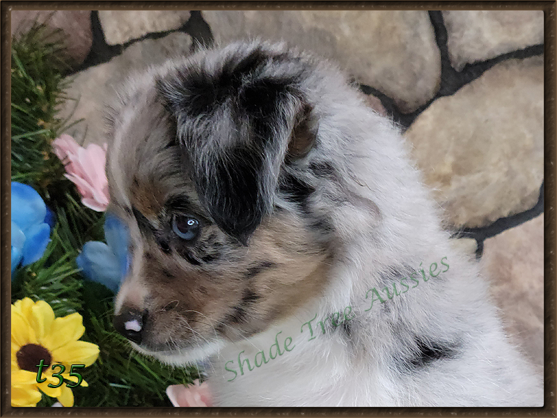 Flame shown at 7 weeks old.