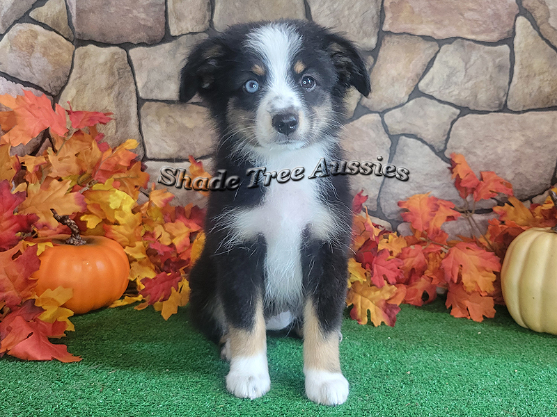 We hope to show Freckles, a black tri female, this year. 