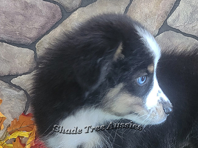 Freckles is a very pretty black tri female Toy Aussie with one blue eye.