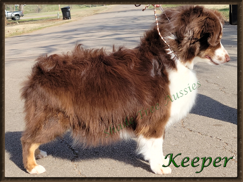 Shade Tree Aussies "Keeper" is very pregnant, but you can still see what a pretty girl she is even thought the wind is giving her a bad hair day. Shade Tree Aussies "Keeper" is very pregnant, but you can still see what a pretty girl she is even thought the wind is giving her a bad hair day.