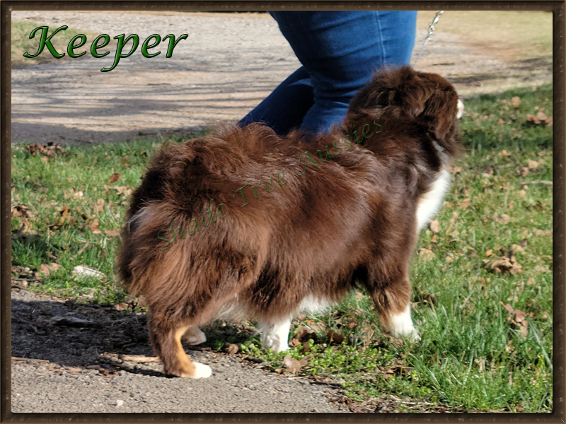Shade Tree Aussies "Keeper" has a beautiful hair coat. It just glistens in the sun. Shade Tree Aussies "Keeper" has a beautiful hair coat. It just glistens in the sun.