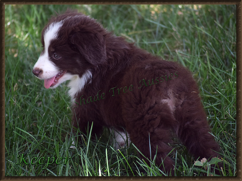 Shade Tree Aussies Keeper is a beautiful red tri Toy Aussie puppy. Shade Tree Aussies Keeper is a beautiful red tri Toy Aussie puppy.