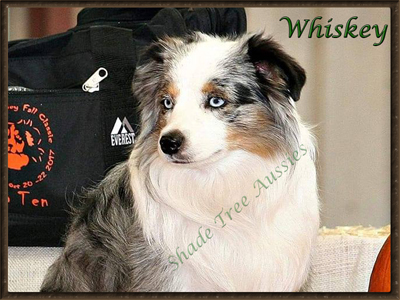 STA Heza Whiskey Asset is a blue eyed blue merle male Miniature Australian Shepherd. STA Heza Whiskey Asset is a blue eyed blue merle male Miniature Australian Shepherd.