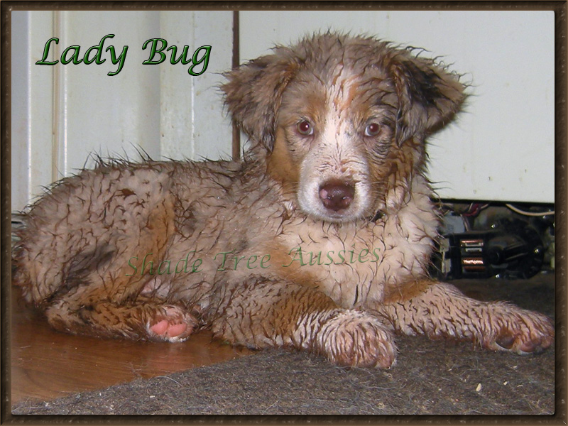 As a puppy she loved playing in the mud. Thankfully she seems to have outgrown that. As a puppy she loved playing in the mud. Thankfully she seems to have outgrown that.