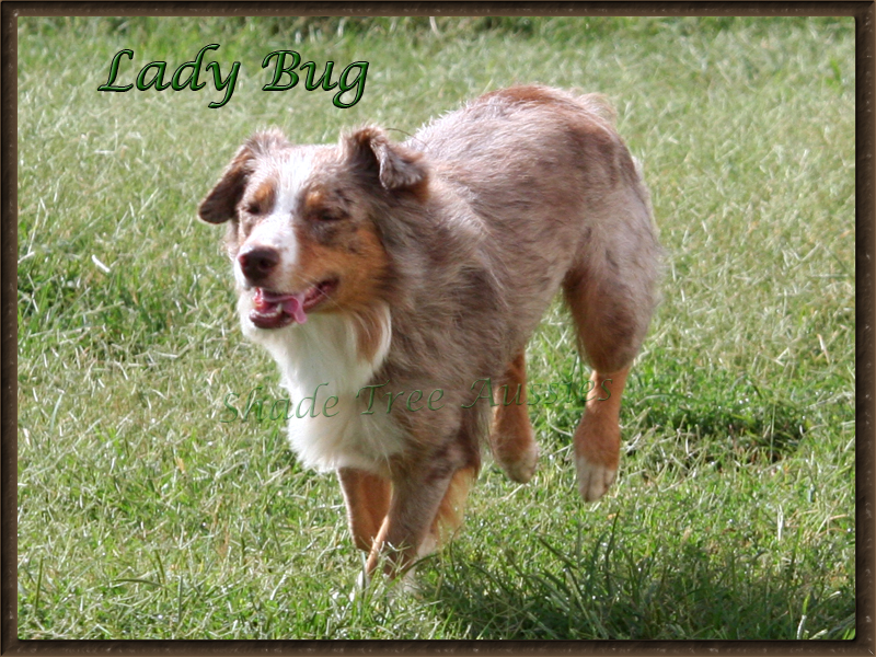 Lady Bug shown running. Lady Bug shown running.