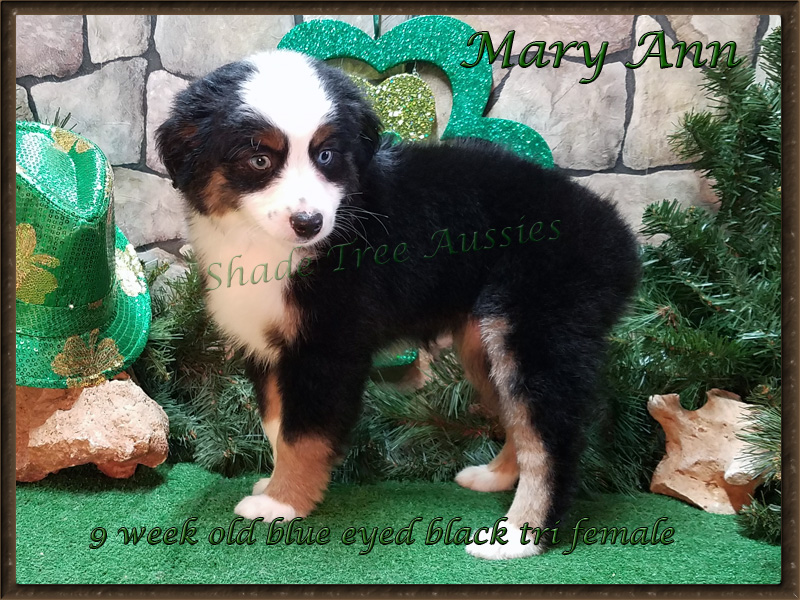 This isn't the best picture of Mary Ann as I took a puppy bone away from her, but she is still a lovely girl. This isn't the best picture of Mary Ann as I took a puppy bone away from her, but she is still a lovely girl.