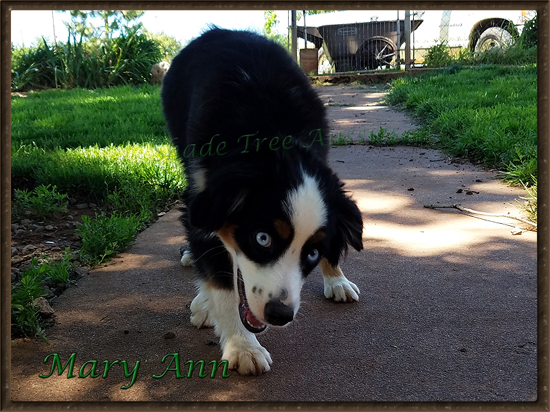 Mary Ann a Miniature American Shepherd, begging me to play. Mary Ann a Miniature American Shepherd, begging me to play.