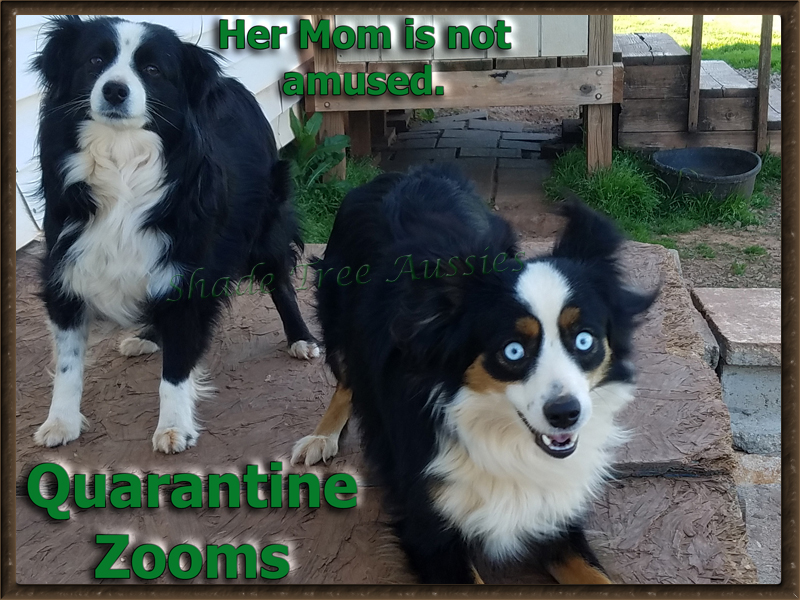 Mary Ann has the quarantine zooms. Mary Ann has the quarantine zooms.