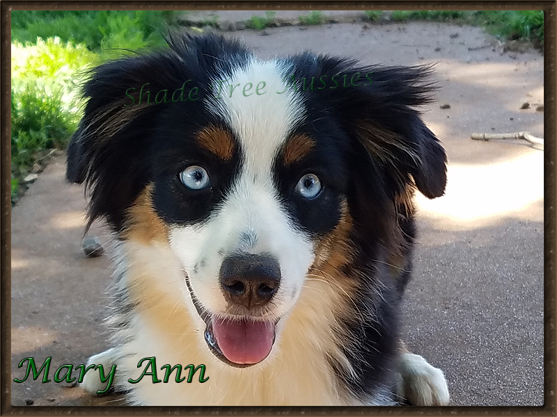 Mary Ann a Miniature American Shepherd, waiting for me to throw the ball. Mary Ann a Miniature American Shepherd, waiting for me to throw the ball.