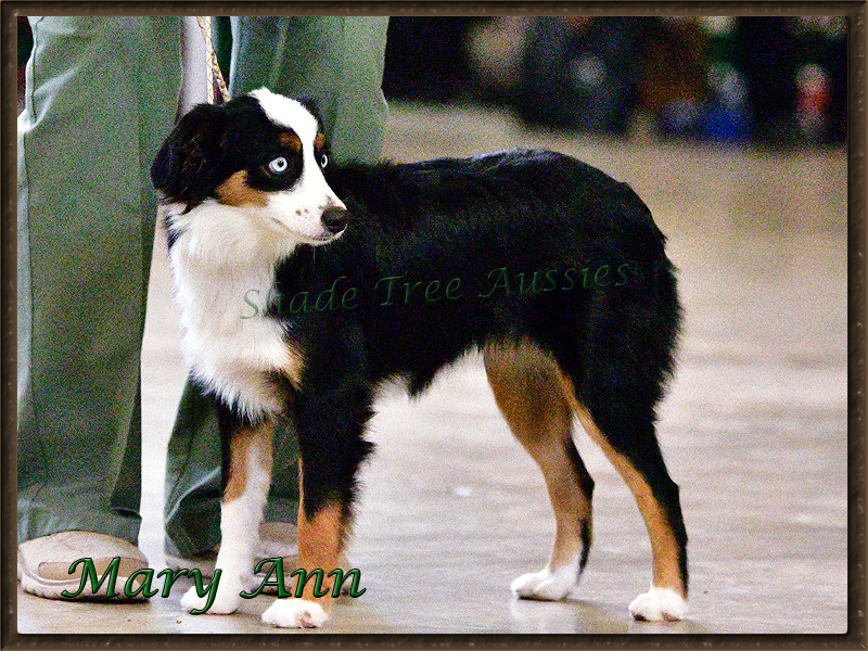 Mary Ann a Miniature American Shepherd shown as a yearling. Mary Ann a Miniature American Shepherd shown as a yearling.