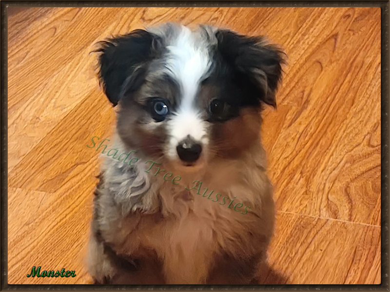Monster is a blue merle male Toy Australian Shepherd shown at 10 weeks old. Monster is a blue merle male Toy Australian Shepherd shown at 10 weeks old.
