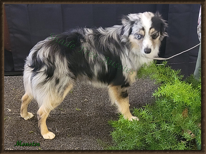 Monster is a blue merle male Toy Australian Shepherd. Monster is a blue merle male Toy Australian Shepherd.