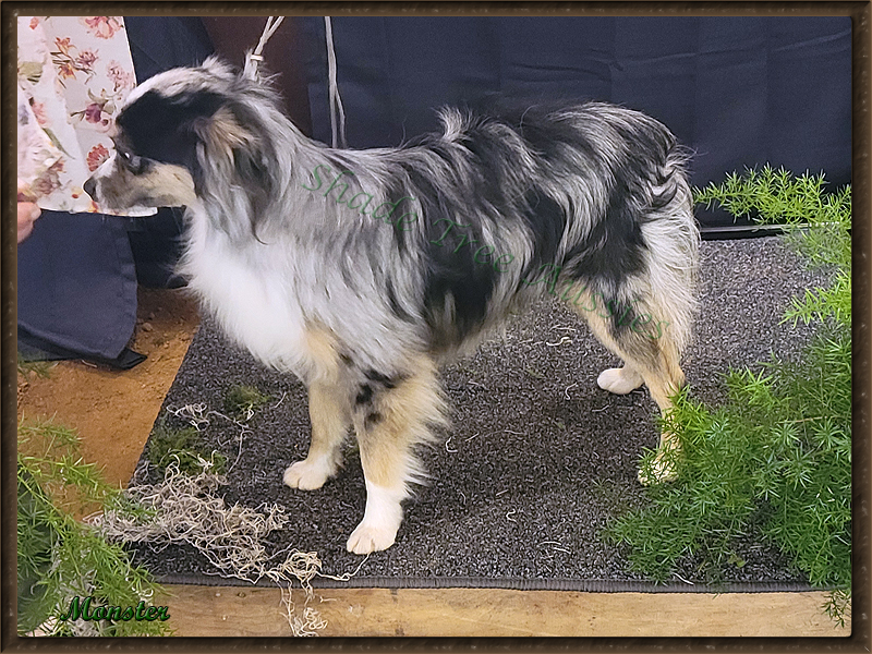 Monster is a blue merle male Toy Australian Shepherd just starting to mature. Monster is a blue merle male Toy Australian Shepherd just starting to mature.