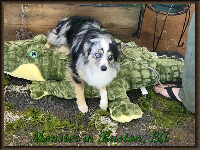 Monster wasn't too impressed with the alligator, but he was a good boy and played along for the picture. Monster wasn't too impressed with the alligator, but he was a good boy and played along for the picture.