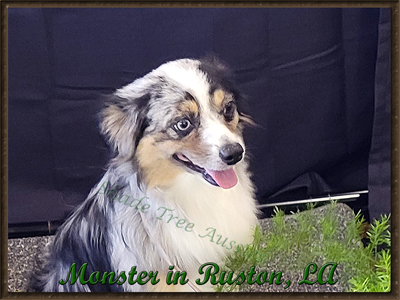 SMA'S Heza Little Monster @Shade Tree Aussies in Rushton, Louisiana earning his first adult title. SMA'S Heza Little Monster @Shade Tree Aussies in Rushton, Louisiana earning his first adult title.