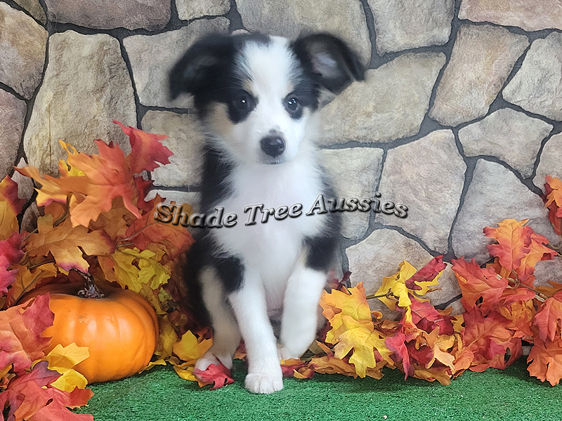 Oakley as a teenager. She is in that awful gangly stage some of them go through in this picture. Oakley as a teenager. She is in that awful gangly stage some of them go through in this picture.