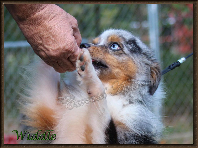 This picture gives you a good idea of how little this Widdle man is.