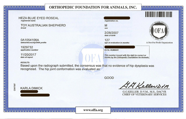 Heza Blue Eyed Rascal OFA Certificate. Heza Blue Eyed Rascal OFA Certificate.