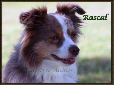 Shade Tree Aussies Heza Blue Eyed Rascal Shade Tree Aussies Heza Blue Eyed Rascal